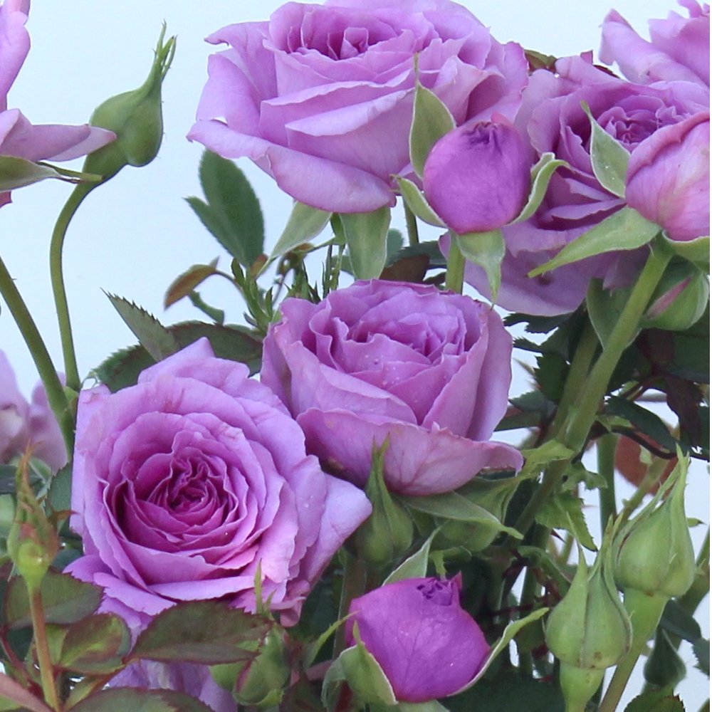 Cottage Farms Direct Perennials 'Vis Violet' Mini Rose 2pc